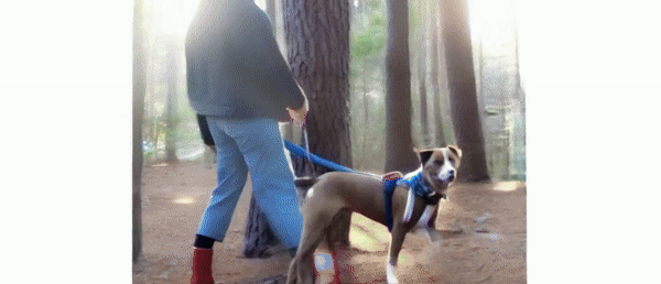 reflective leashes feature image